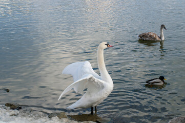 the swan spreads its wings on the shore of the lake under the bright sun