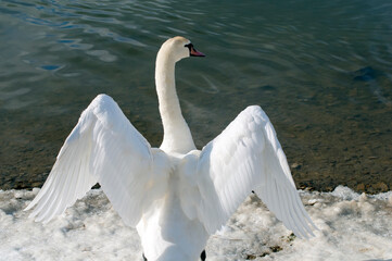 the swan spreads its wings on the shore of the lake under the bright sun