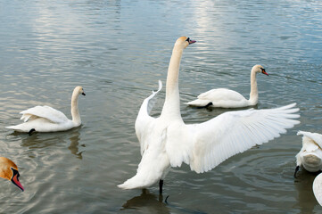the swan spreads its wings on the shore of the lake under the bright sun