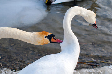 Obraz premium swans bite.dominant bird in the flock