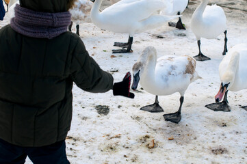 Obraz premium swans feed on the shore of the pond