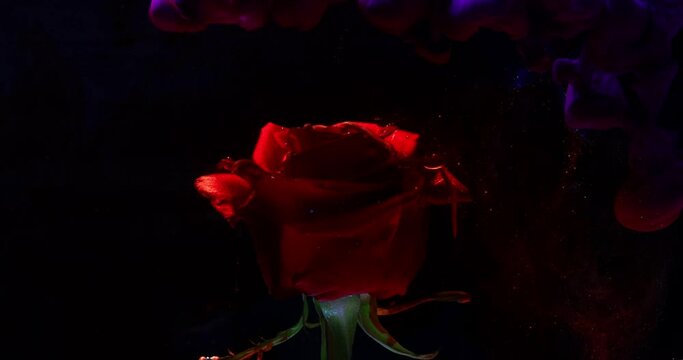 Ink in water and red rose