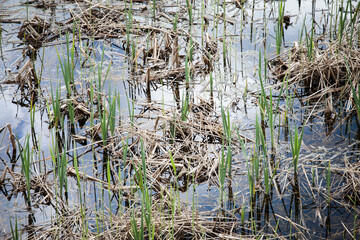 green grass on the lake
