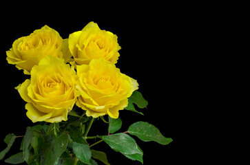 Close-up of yellow rose with green leaves in background