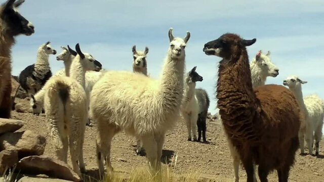 Llamas near the Salar de Uyuni, Bolivia