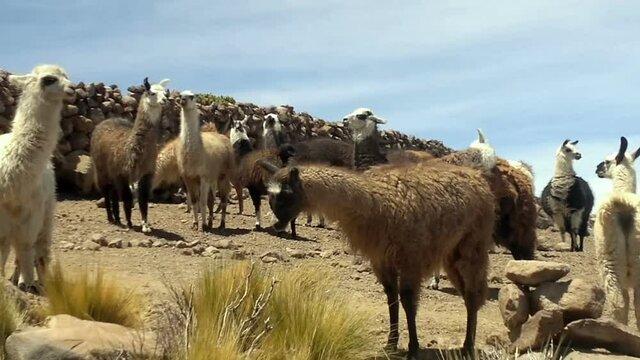 Llamas near the Salar de Uyuni, Bolivia
