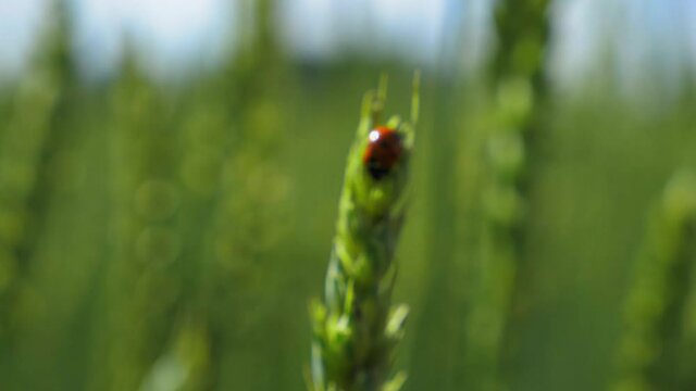 Macro ladybug on the green moving stalk at field