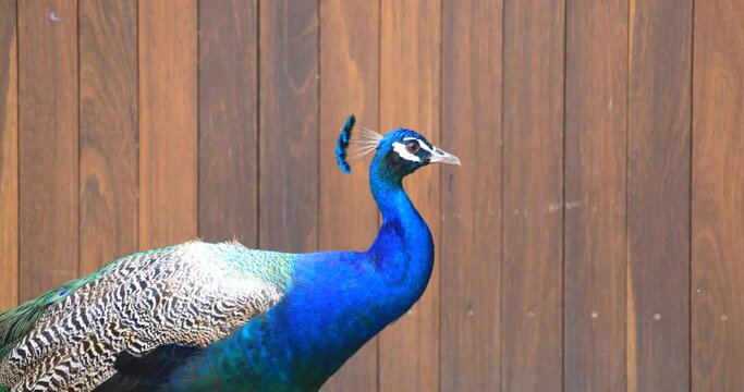 Peacock at Taronga zoo island in Sydney daytime handheld