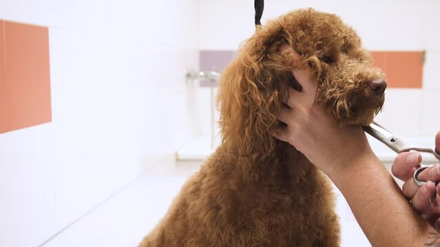 Professional Pet groomer making cute Poodle dog haircut with scissors
