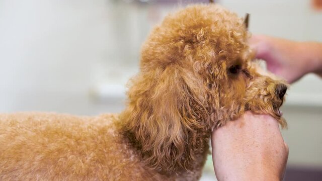 Professional Pet groomer making cute Poodle dog haircut with scissors