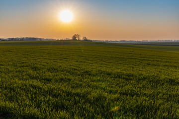 Beautiful sunrise at morning over huge green fields