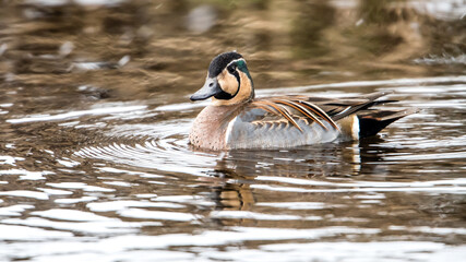 Baikal Teal, a swinning beauty and rare visitor in Sweden