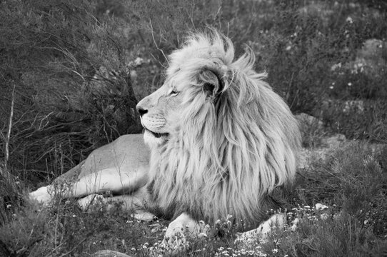 Black and white image of a lion