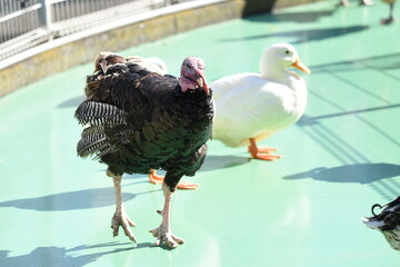 Ducks, turkeys and chickens in the petting zoo.