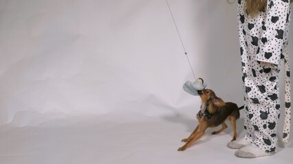 Girl playing with dog. The child is holding his favorite toy of dog. The dog are galloping after her. Shooted on a gray white background. Toy Terrier dog play game.