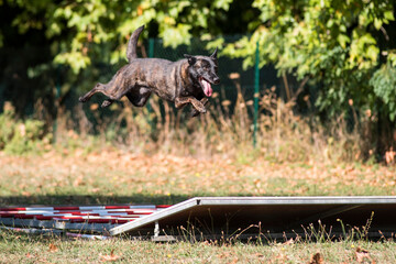 berger hollandais en ring 