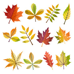 Collection of beautiful autumn leaves isolated on white background.