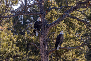 Bald Eagles in Eleven Mile Canyon