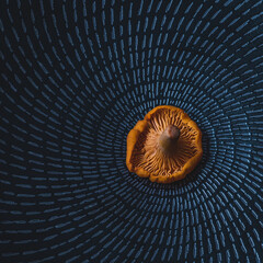 macro photograph of golden chanterelle mushroom with pattern © Justin