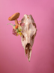 photograph of a deer skull with flowers and mushrooms isolated on pink background