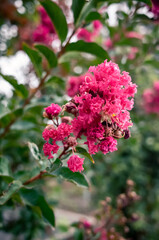 pink flowers in the garden