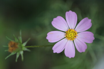 Obraz premium ピンク色のコスモスの花