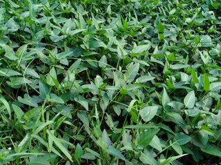 Leaves of Ipomoea aquatica water spinach, which grow in the yard