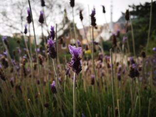 lavender flowers in the field