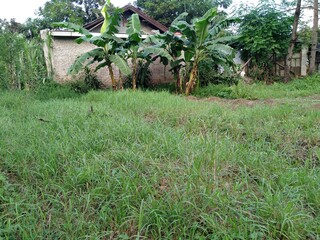 Banana tree at the back of the house, with green grass in the foreground