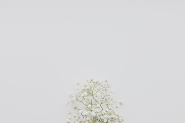 white flowers on white background close up