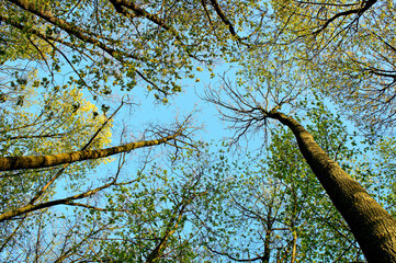 spring treetops with young green leaves and clear cloudless blue sky. new spring life