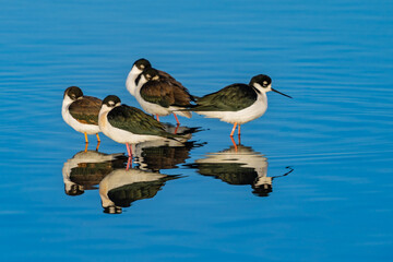 black headed gull
