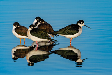 black necked stilt