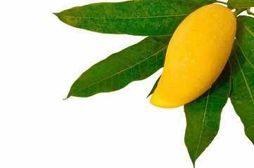Yellow mango and green leaves on a white background.
Mangifera is an evergreen tree; a species of...