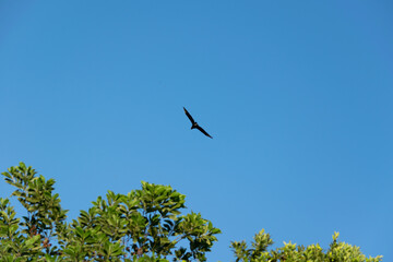 Ave Volando con un fondo del cielo azul