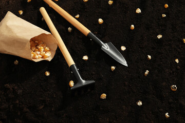 Paper bag with corn seeds and gardening tools on fertile soil