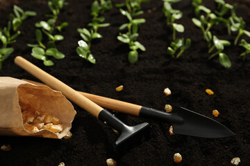 Gardening tools, corn seeds and vegetable seedlings in fertile soil