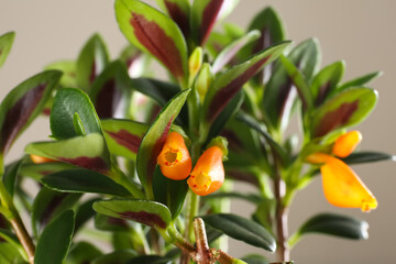 Goldfish plant on beige background, closeup. Home decor
