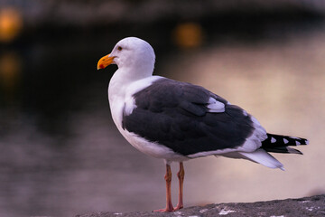 black headed gull