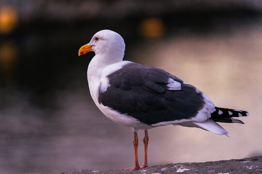 Black Headed Gull