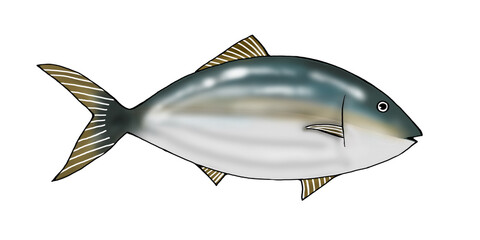 illustration of yellowtail fish on white 