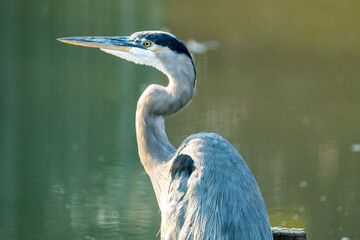 great blue heron