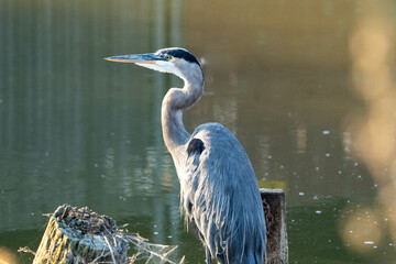 great blue heron