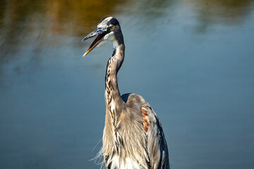 great blue heron