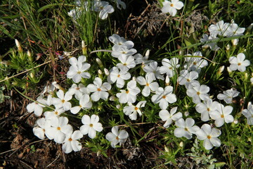 Phlox (Phlox) white wildflowers with fresh dew drops in Yellowstone National Park, Wyoming
