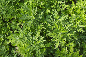 close up green Mugwort leaf.