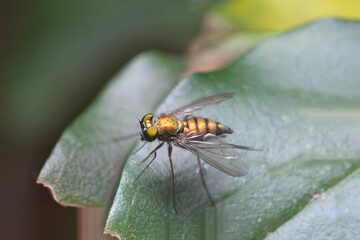 fly on leaf