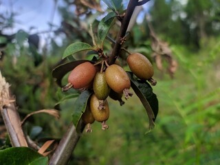 pears on tree