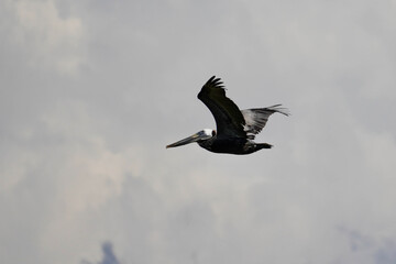 pelican in flight