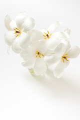 White tulips in the vase on white background with copy space